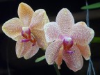 orchids.JPG (101 KB)